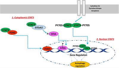 An Update on the Multifaceted Roles of STAT3 in the Heart